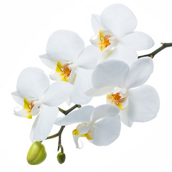Стол обеденный Танго белый/Орхидея в Барабинске - barabinsk.mebel54.com | фото